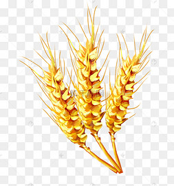 麦穗黄色