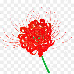 彼岸花手绘png