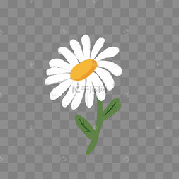 手绘白色花朵下载