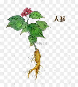 国画中药材人参下载 png下载psd中国水墨买中药的人下载 png下载psd