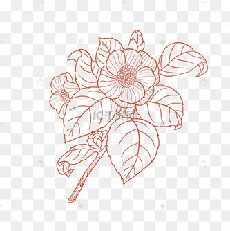 茶花花朵叶子黑白线描图