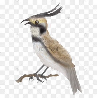 卡通手绘秋游赏鸟水彩云雀免抠png