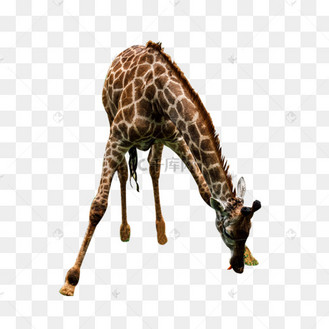 低头吃草的长颈鹿