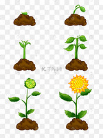 植物生长过程图片 植物生长过程图片素材免费下载 千库网 植物生长过程图片 植物生长过程图片素材免费下载 千库网