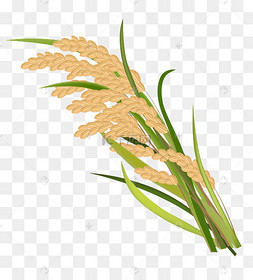 黄色水稻稻穗插图