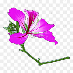 手绘紫色红花羊蹄甲