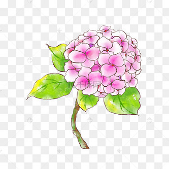 手绘粉色绣球花插画