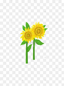 手绘向日葵之希望的绽放