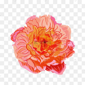 唯美牡丹花开花瓣