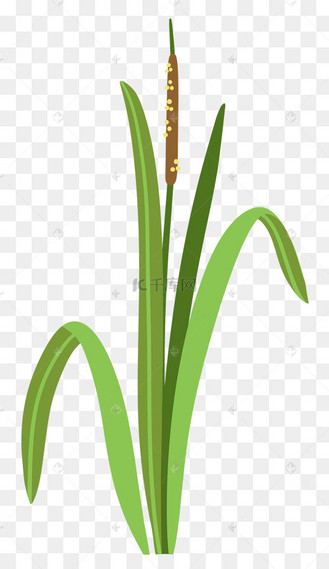 水生植物中药水烛