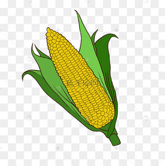 手绘立秋秋季卡通玉米
