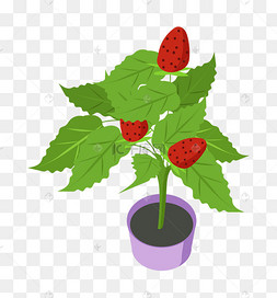草莓树画法图片