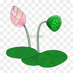 卡通莲蓬