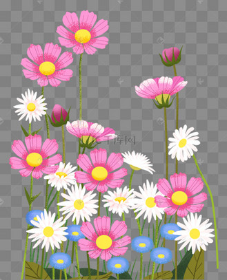 花卉主题之波斯菊插画
