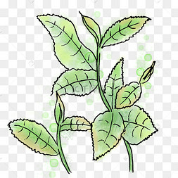 淡彩手绘茶树