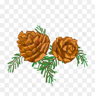 黄色的松果手绘插画