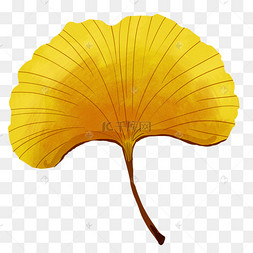 黄色扇子形树叶