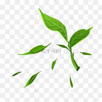 掉落的绿色树叶插画