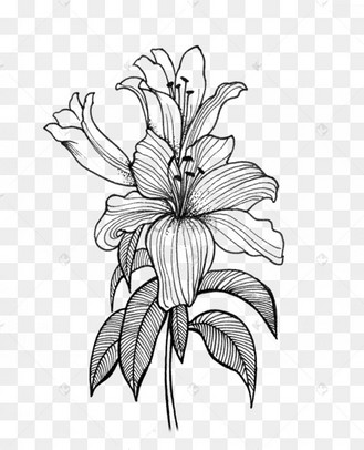 百合手绘线稿黑白