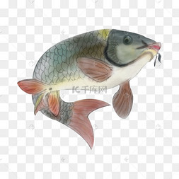 鲤鱼打滚卡通