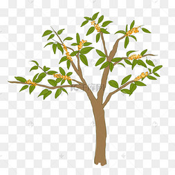 桂花树png