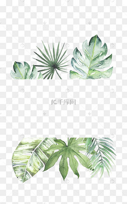 夏日龟背竹清新边框
