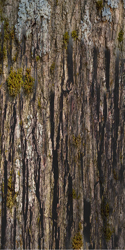 树皮图片-树皮图片素材免费下载-千库网