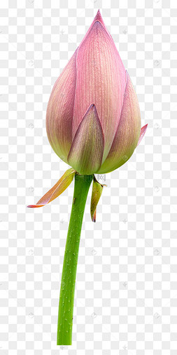 花花苞图片-花花苞图片素材免费下载-千库网