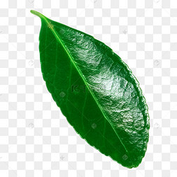 绿油油植物树叶