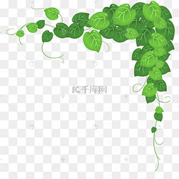 爬山虎爬藤的花
