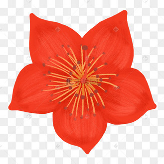 木棉花图片_木棉花设计图片素材大全-千库网