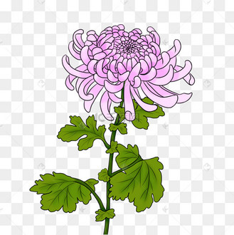 粉色菊花手绘png素材