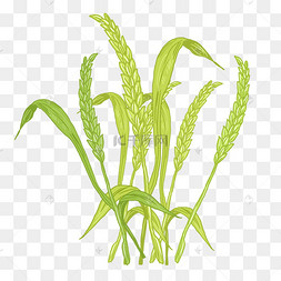 大麦苗图