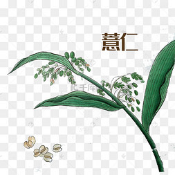 薏苡仁荞麦仁大米薏米仁食材药材实拍高清薏米仁中秋节五仁月饼麦仁