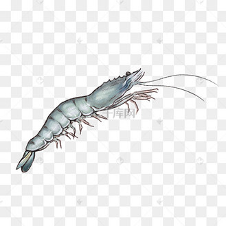 新鲜海鲜皮皮虾插画