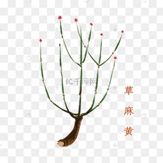 水墨风中药材草麻黄