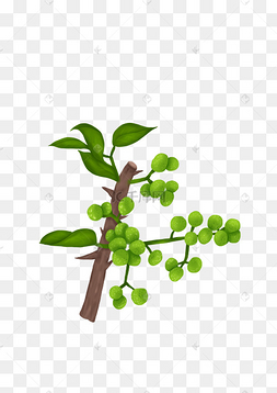 大红袍花椒