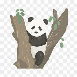 熊猫动物爬树
