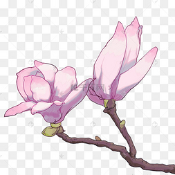 手绘风粉红玉兰花免抠装饰