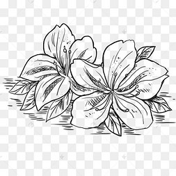 下载 png下载psd唯美杜鹃花水彩免费下载线描线稿下载 png杜鹃花花卉