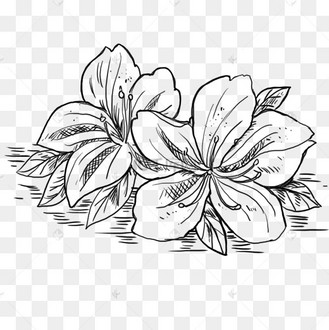 黑白风格线条杜鹃花