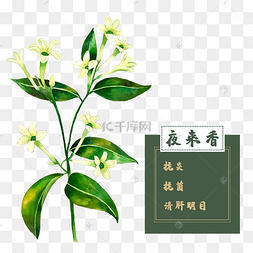 夜来香花类中草药水彩植物