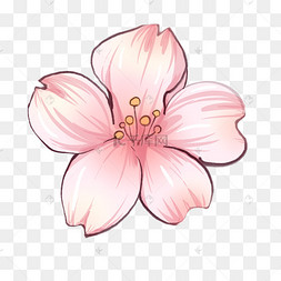一朵漂亮的樱花插图