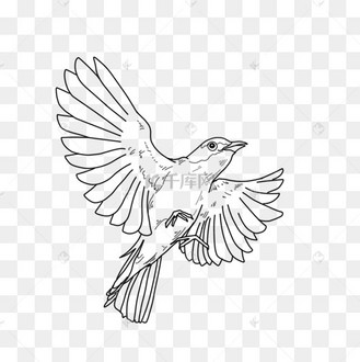 线描动物飞鸟