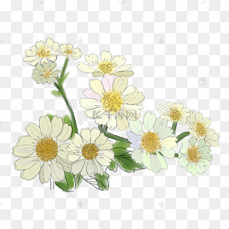 重阳节雏菊菊花素材