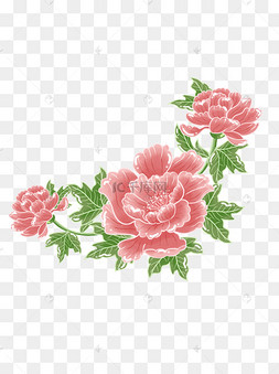 牡丹花富贵花