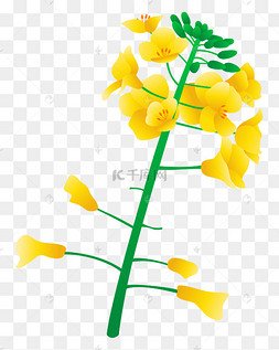 矢量免扣卡通油菜花