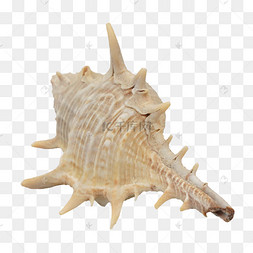海洋生物长刺的海螺