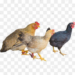 三只母鸡敏捷下蛋鸡