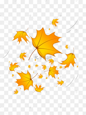 秋天被风吹落的梧桐树金黄叶子